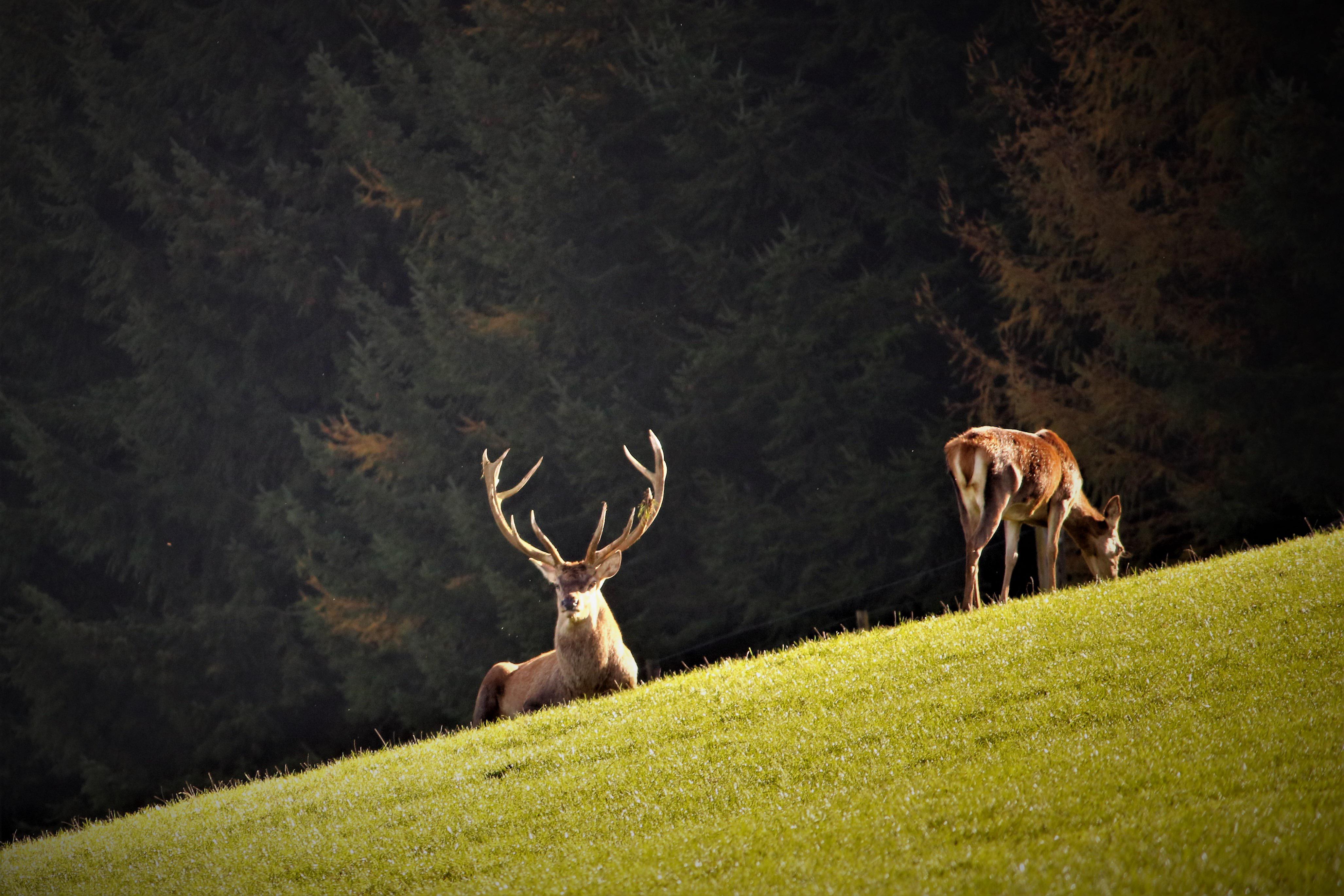 Hirsch im Wald — Wildbret aus freier Wildbahn
