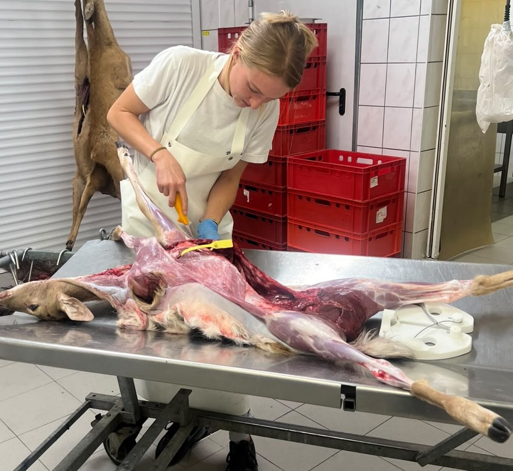 Nachwuchsmetzgerin zerlegt ein Reh am Zerlegetisch in der EU-zugelassenen Wildmetzgerei