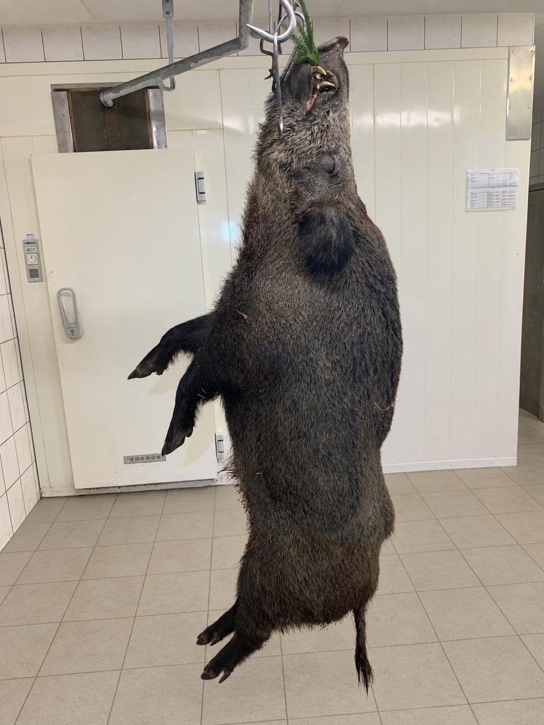 Frisch erlegtes Wildschwein in der EU-zugelassenen Wildmetzgerei Kittelmann