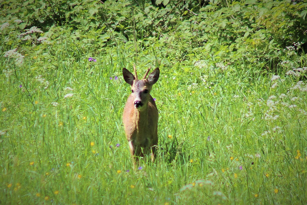 Rehbock in der Morgensonne — Beginn der Bockjagd am 1. Mai