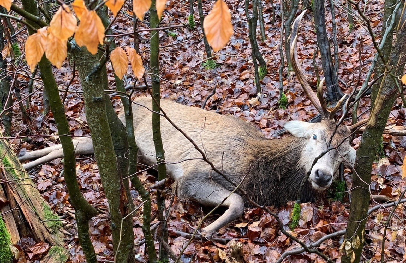 Erlegter Rothirsch im herbstlichen Buchenlaub des Thüringer Reviers